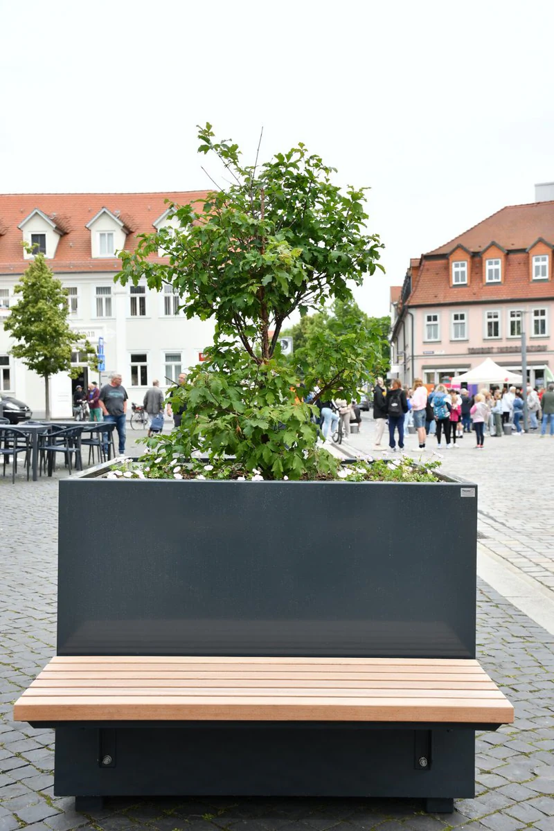 Ein Baum der Wanderbaumalle in Sömmerda