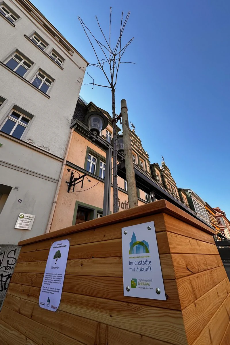 Ein Baum der Wanderbaumalle in Rudolstadt