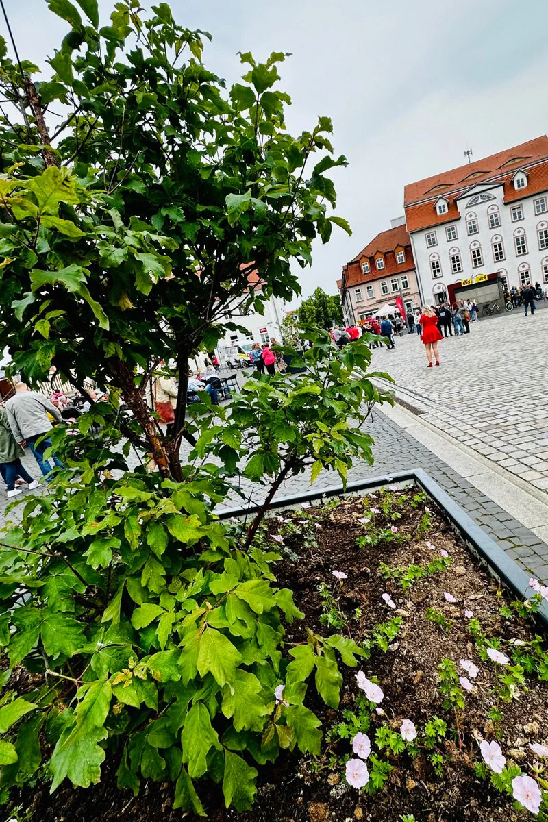 Ein Baum der Wanderbaumalle in Sömmerda